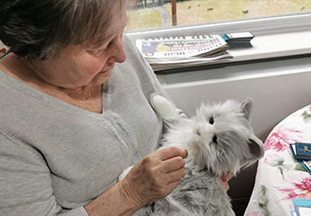 Cariad pet deals care